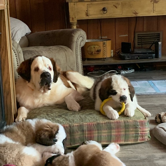 COPY - Pet hair remover!!! Wow does it work. Don’t use on dog. It doesn’t work … - Picture 10 of 11